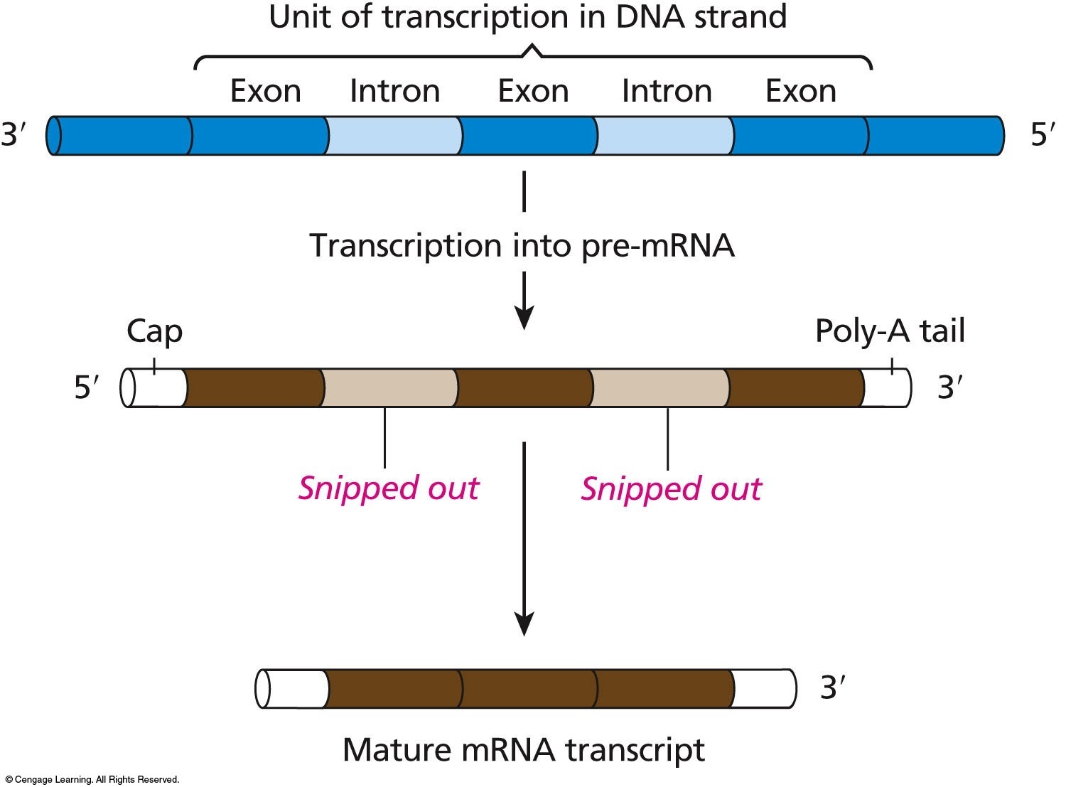 Steps in the processing and splicing of mRNA