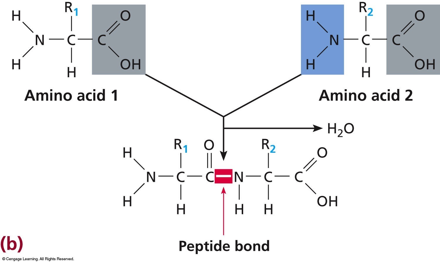 Formation of a peptide bond between two amino acids