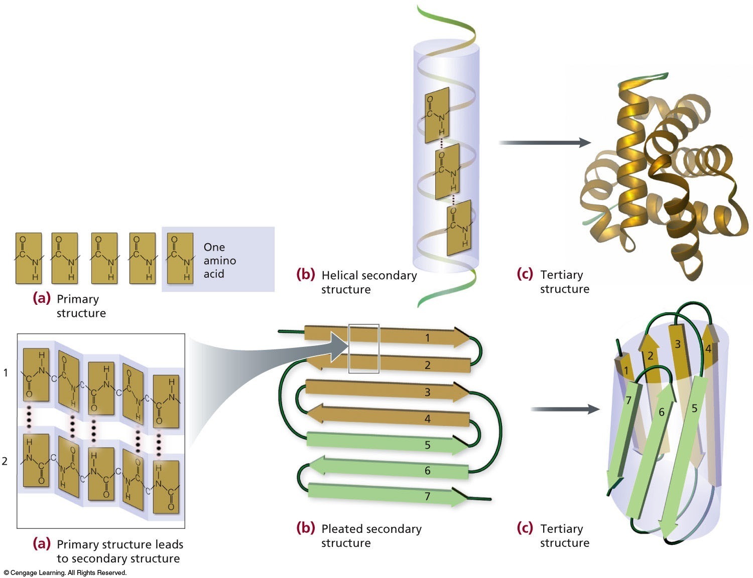 Proteins can have several levels of structure