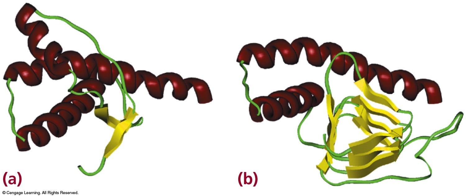 Misfolding or refolding of some proteins can result in disease