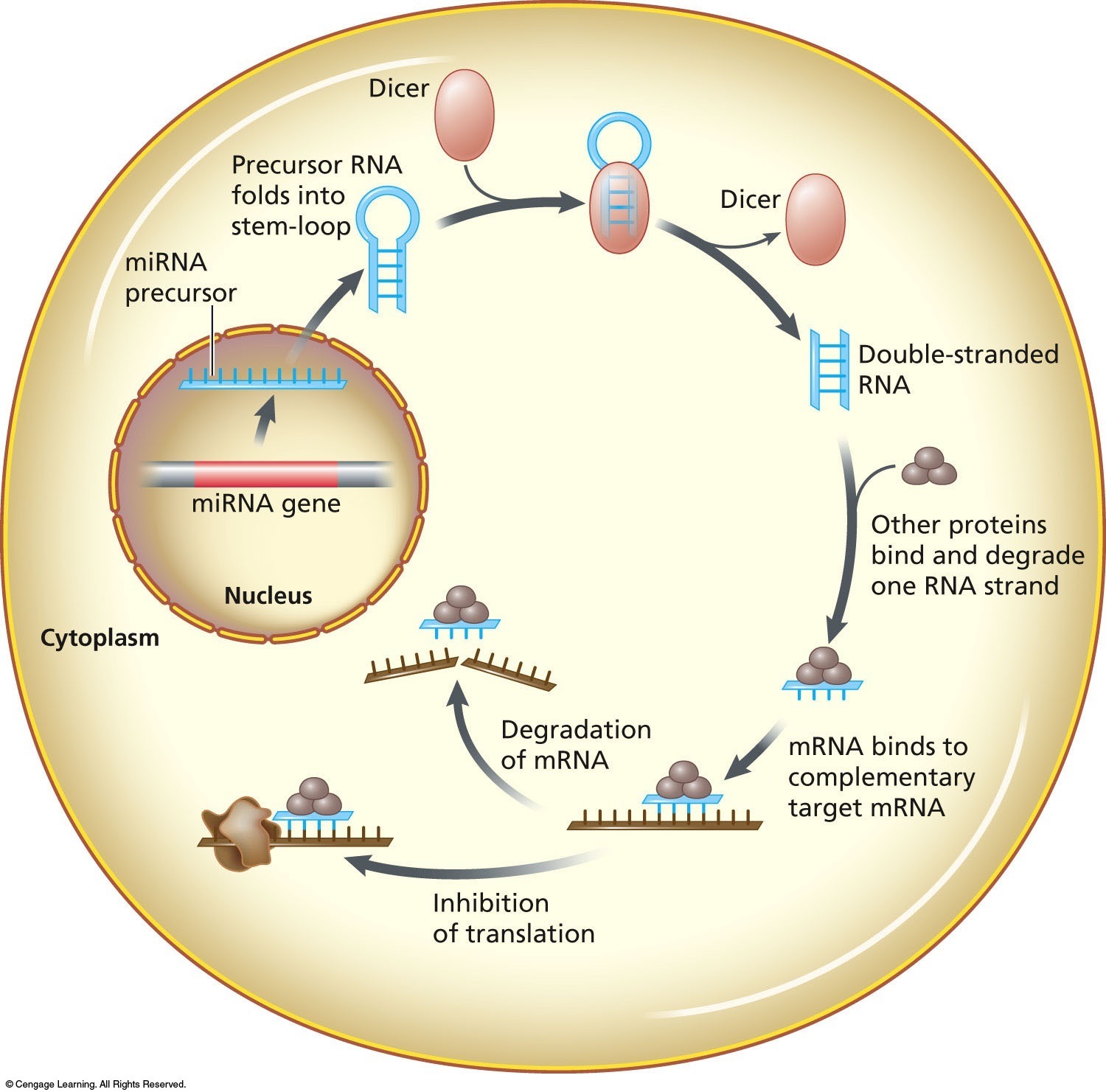 RNA interference (RNAi)