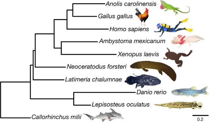 evolution tree