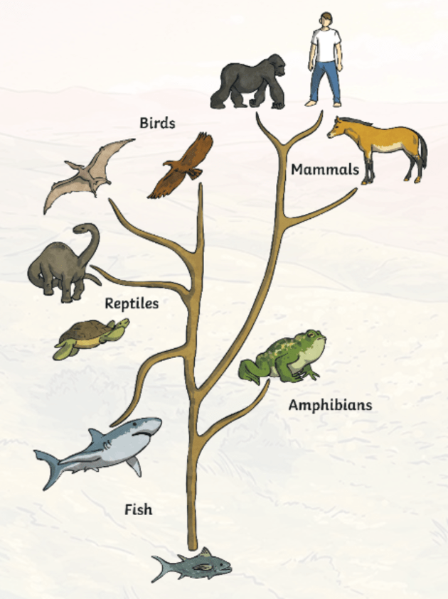 evolution tree