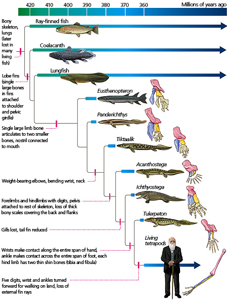 evolution tree