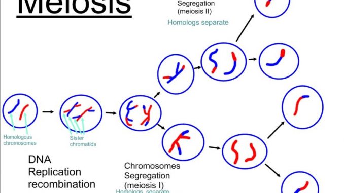 meiosis