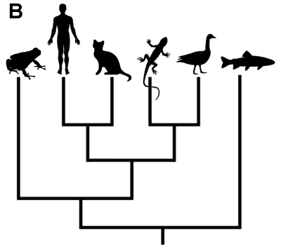 phylogenetic tree