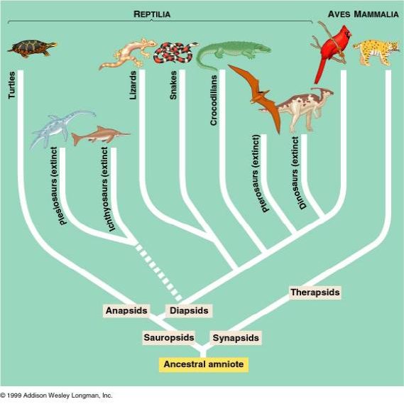 phylogenetic tree