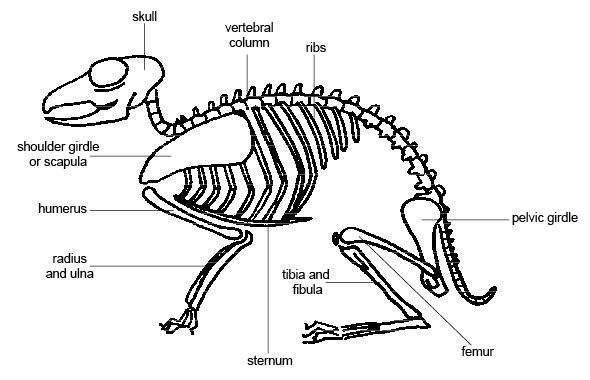 rabbit skeletal