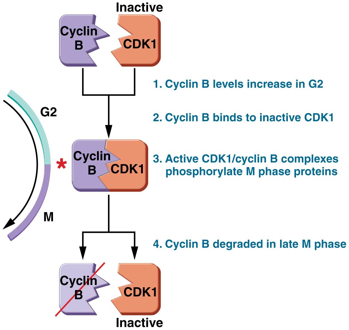 CDK1 and cyclin B control the transition from G2 to M phase