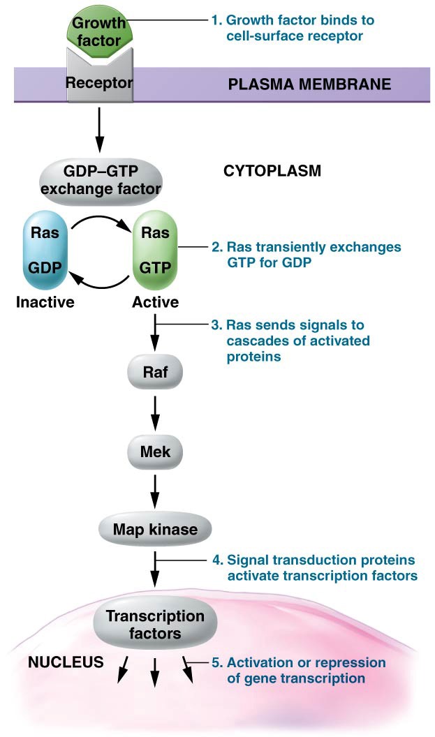 A signal transduction pathway mediated by Ras