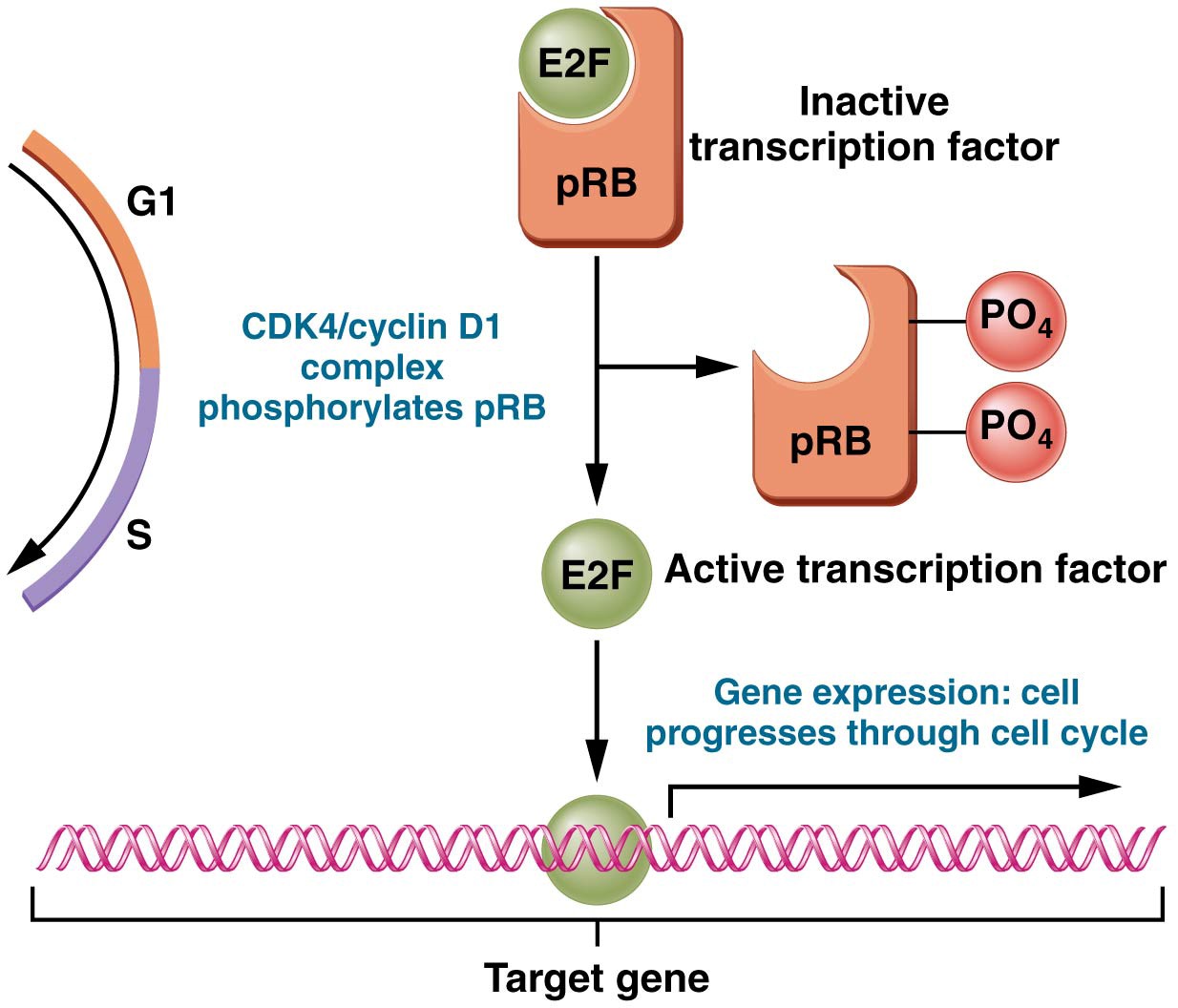 During G0 and early G1, pRB interacts with and inactivates transcription factor E2F