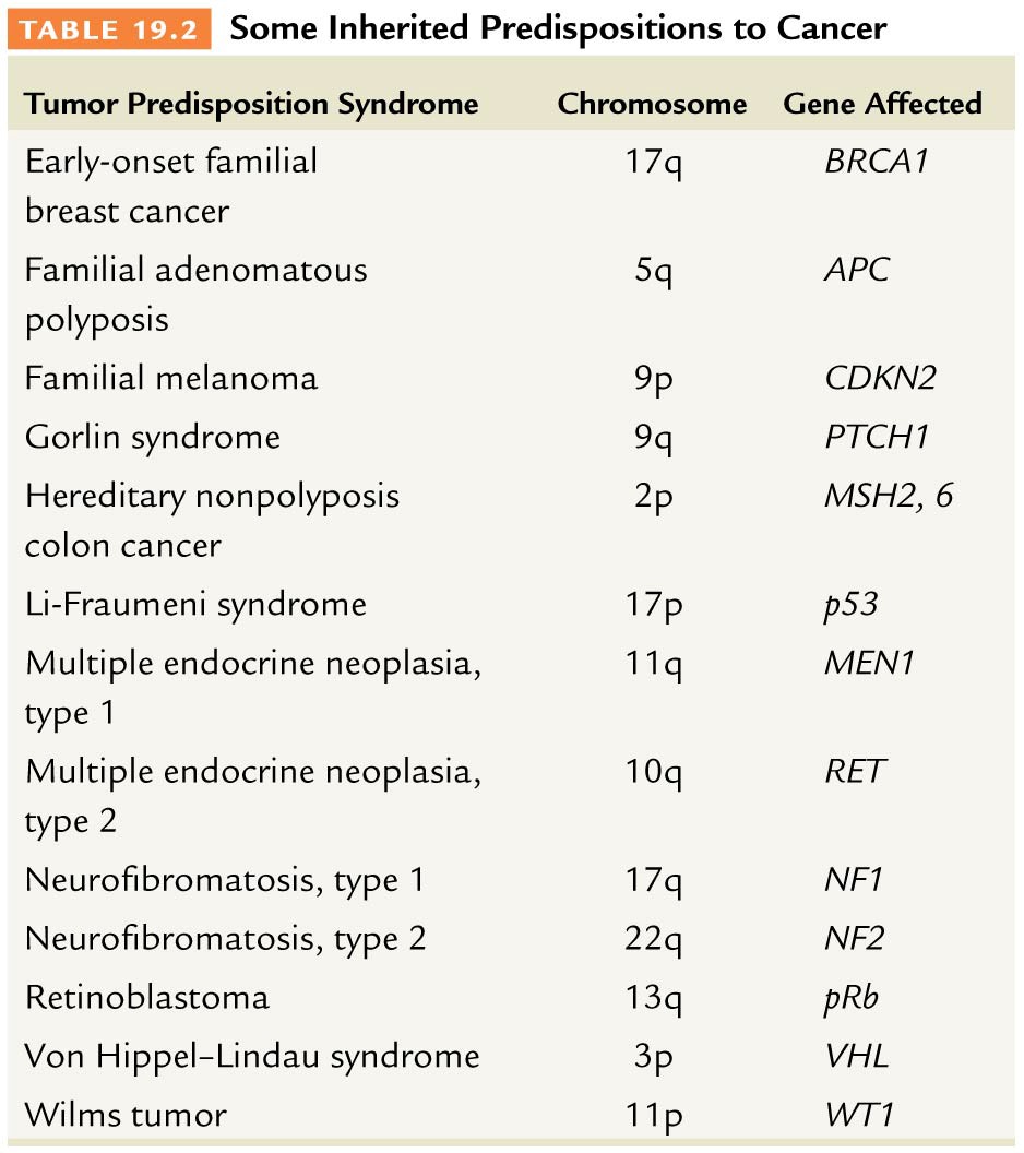 Some Inherited Predispositions to Cancer