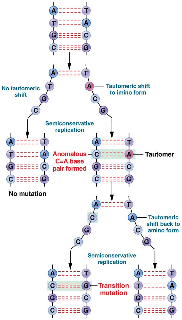 Formation of an A═T to G≡C transition mutation