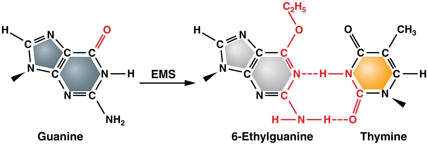 Conversion of guanine to 6-ethylguanine by the alkylating agent ethylmethane sulfonate (EMS)