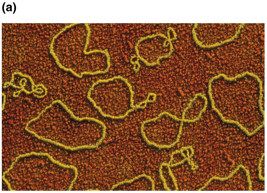 A color-enhanced electron micrograph of circular plasmid molecules