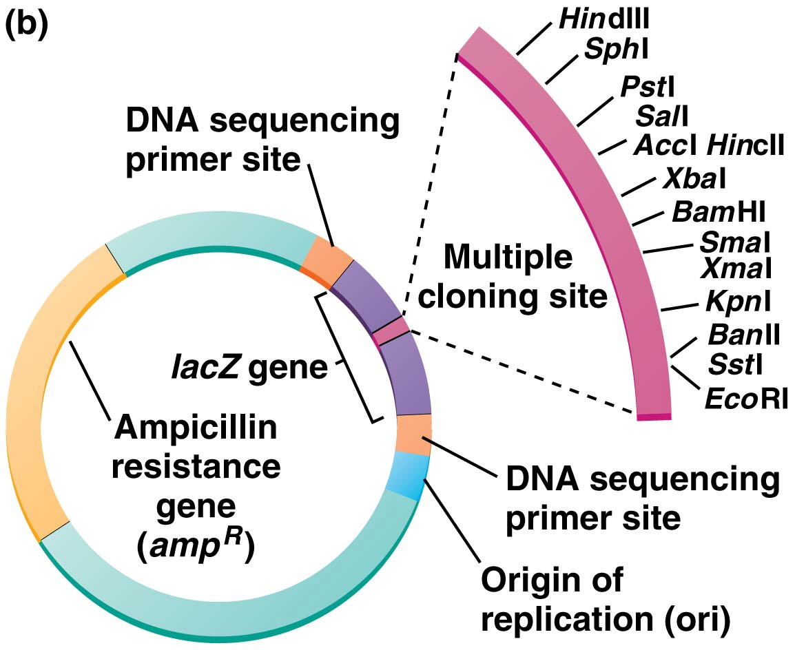 A diagram of a typical DNA cloning plasmid