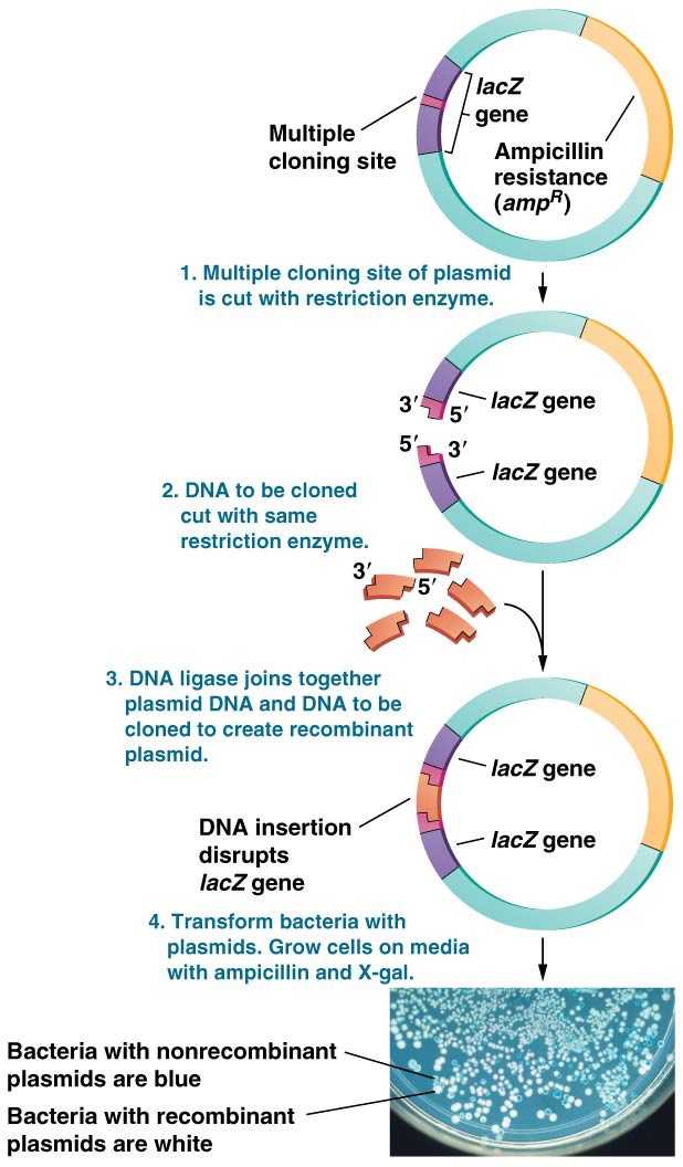 DNA inserted into multiple cloning site of a plasmid disrupts