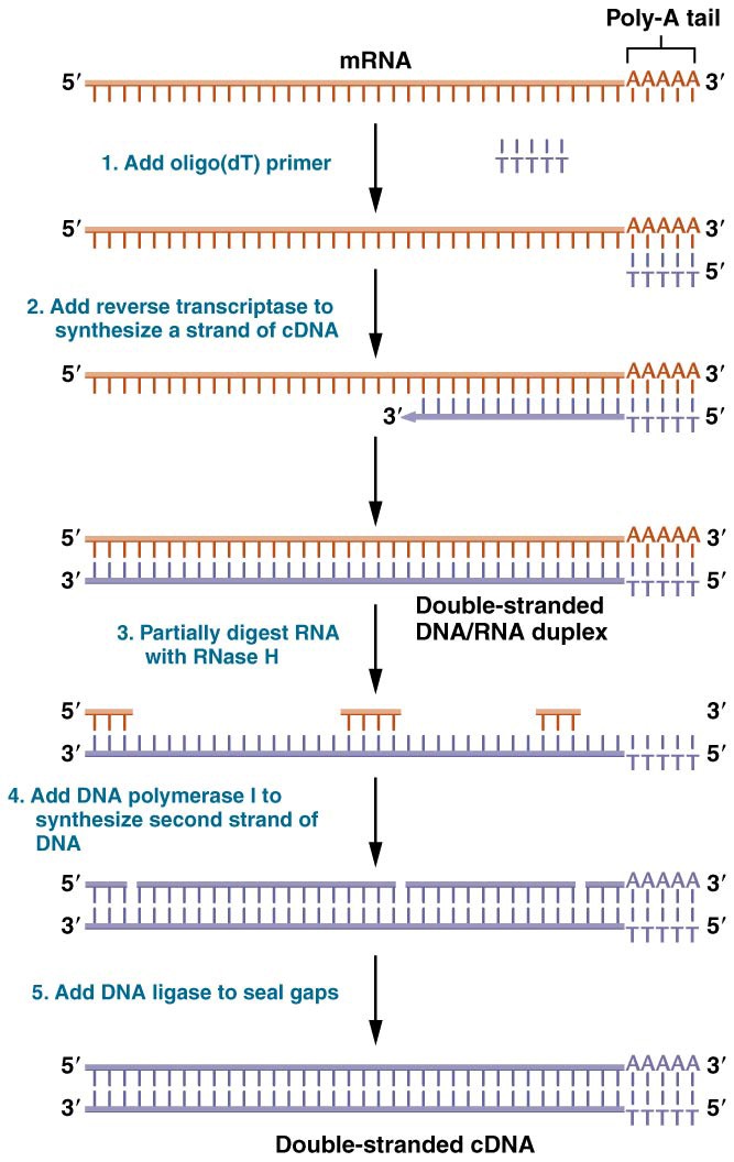 Producing cDNA from mRNA