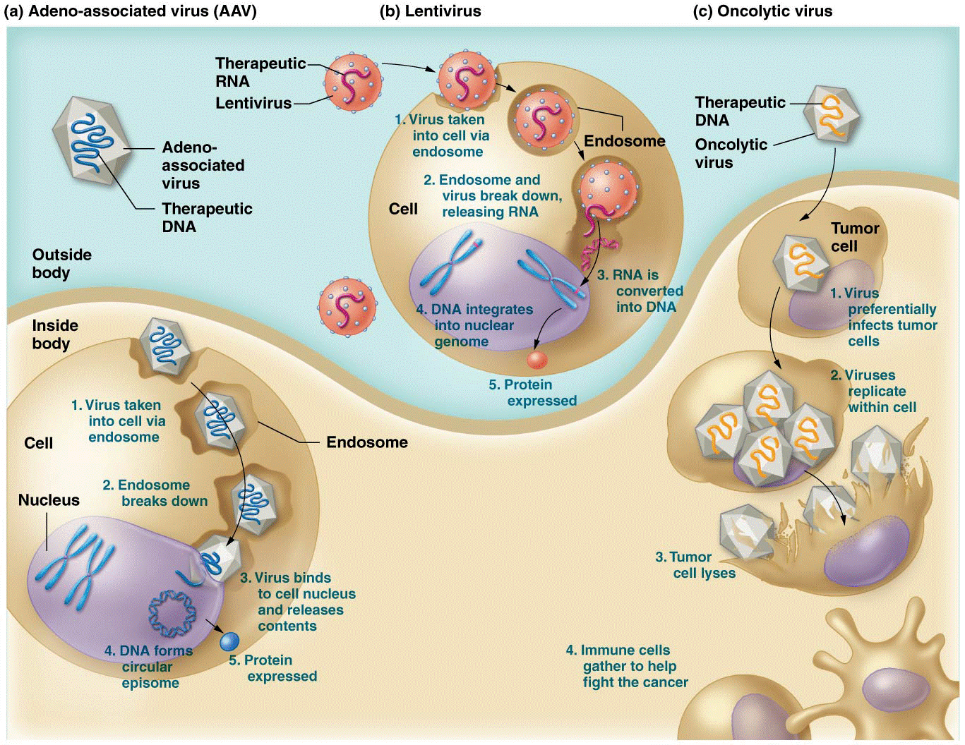 Delivering therapeutic genes