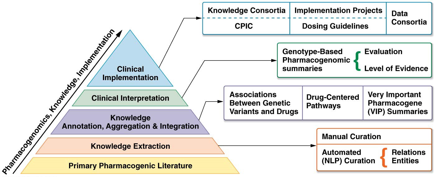 The PharmGKB Knowledge Pyramid