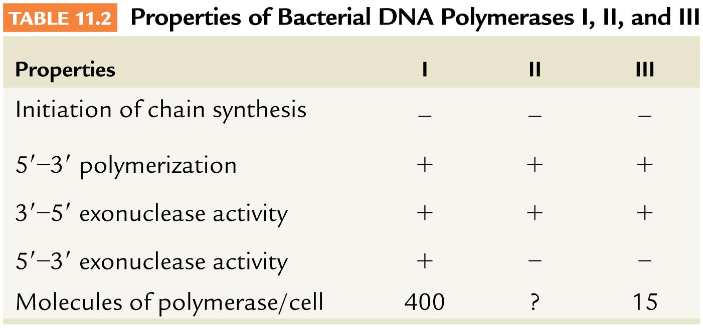 Properties of Bacterial DNA Polymerases I, II, and III