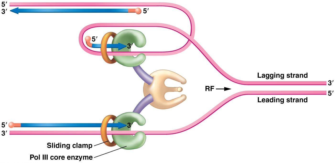 Illustration of how concurrent DNA synthesis