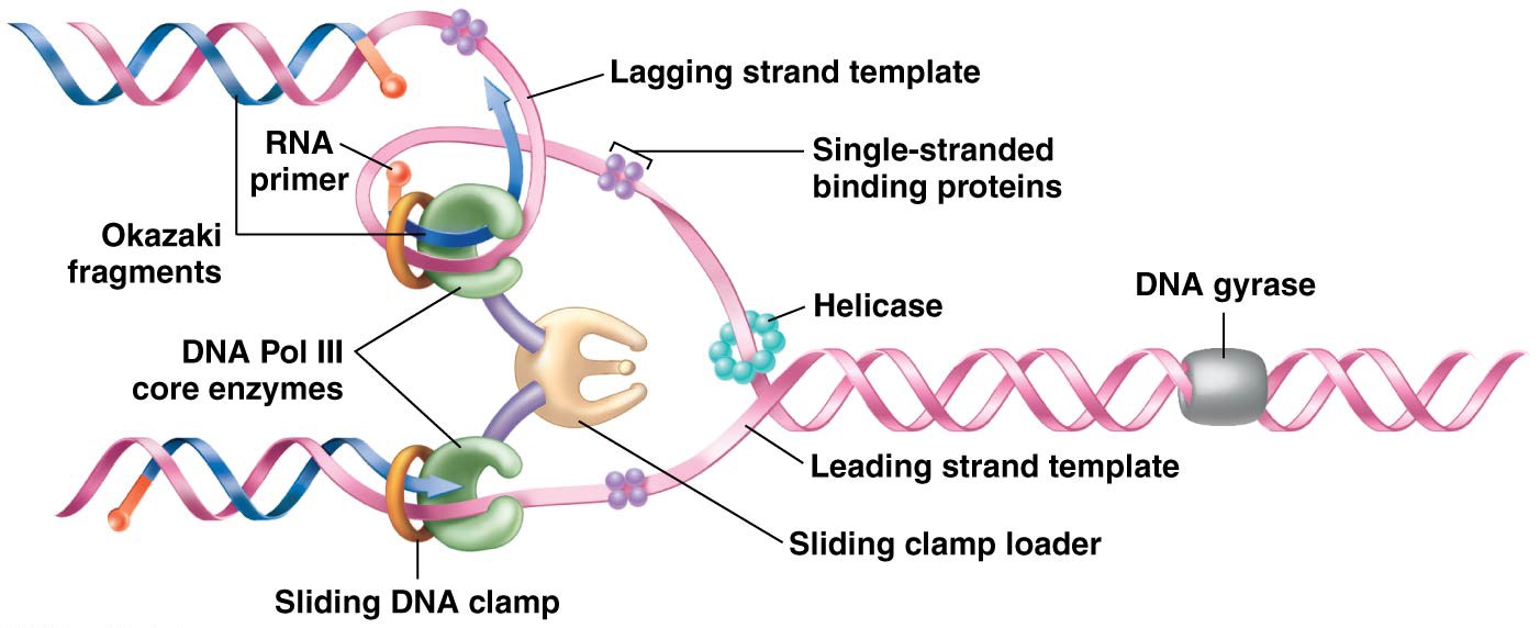 Summary of DNA synthesis at a single replication fork