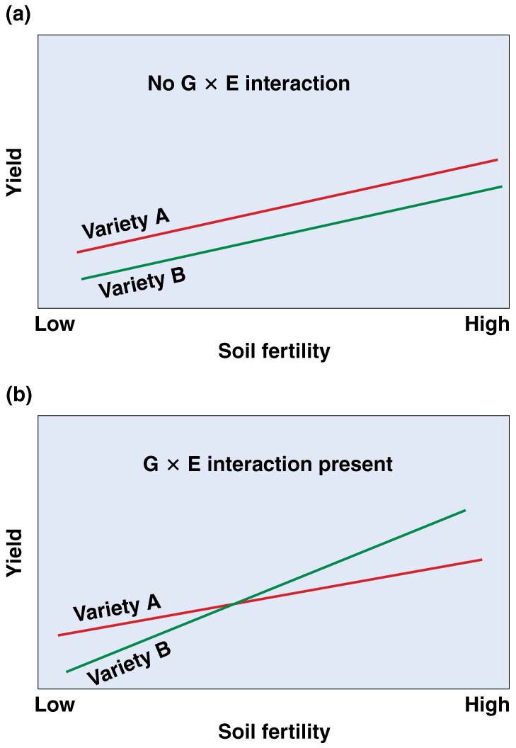 Differences in yield between two wheat varieties at different soil fertility levels