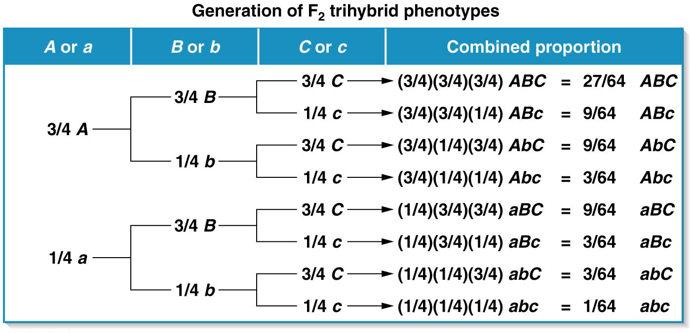 Generation of the F2 trihybrid phenotypic ratio using the forked-line method