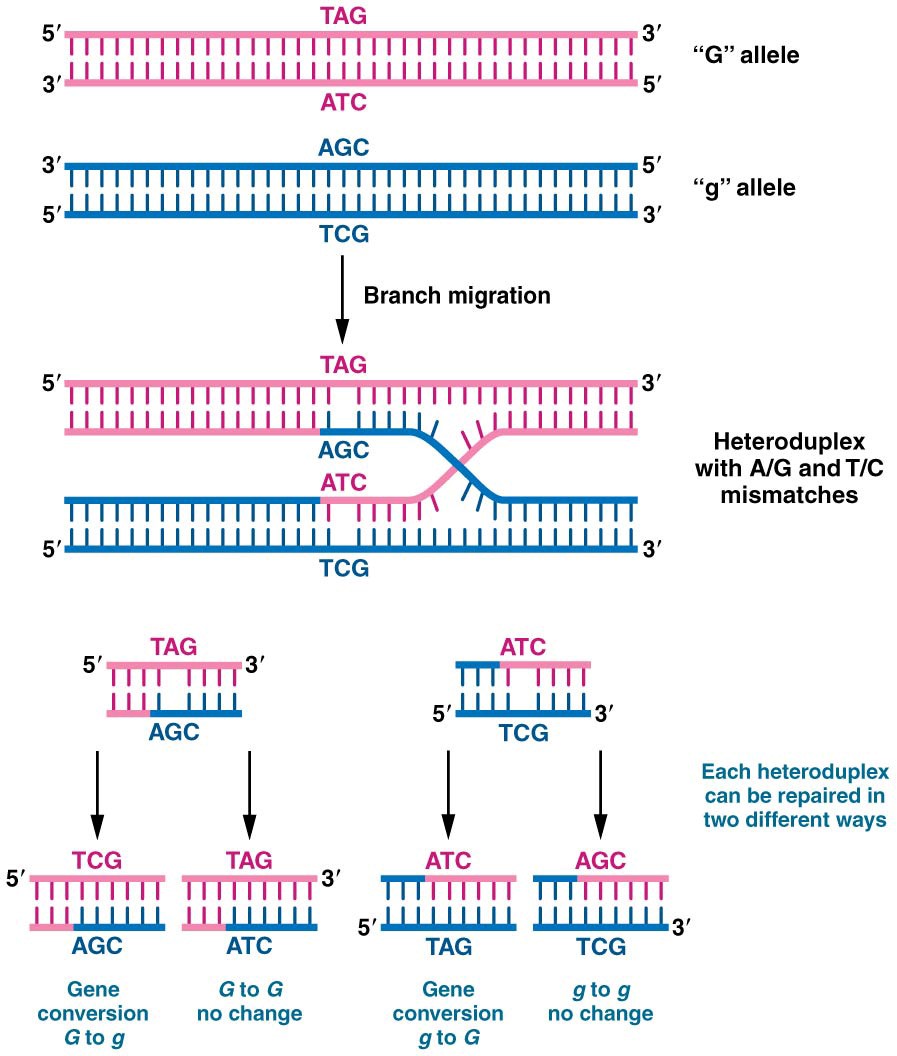 Mechanism of gene conversion for two alleles, G and g