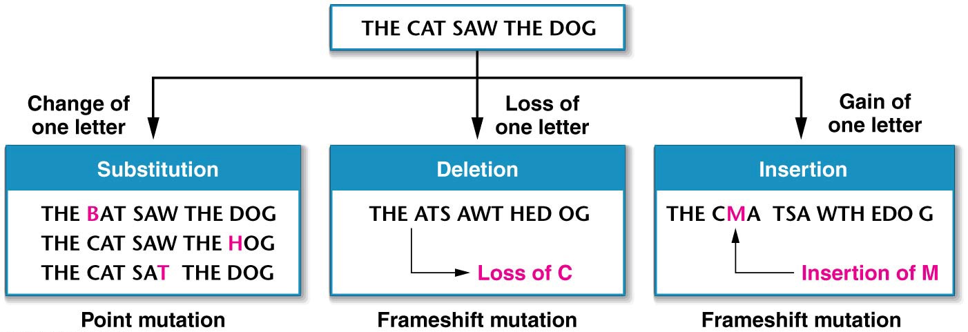 Analogy showing the effects of substitution, deletion, and insertion of one letter in a sentence