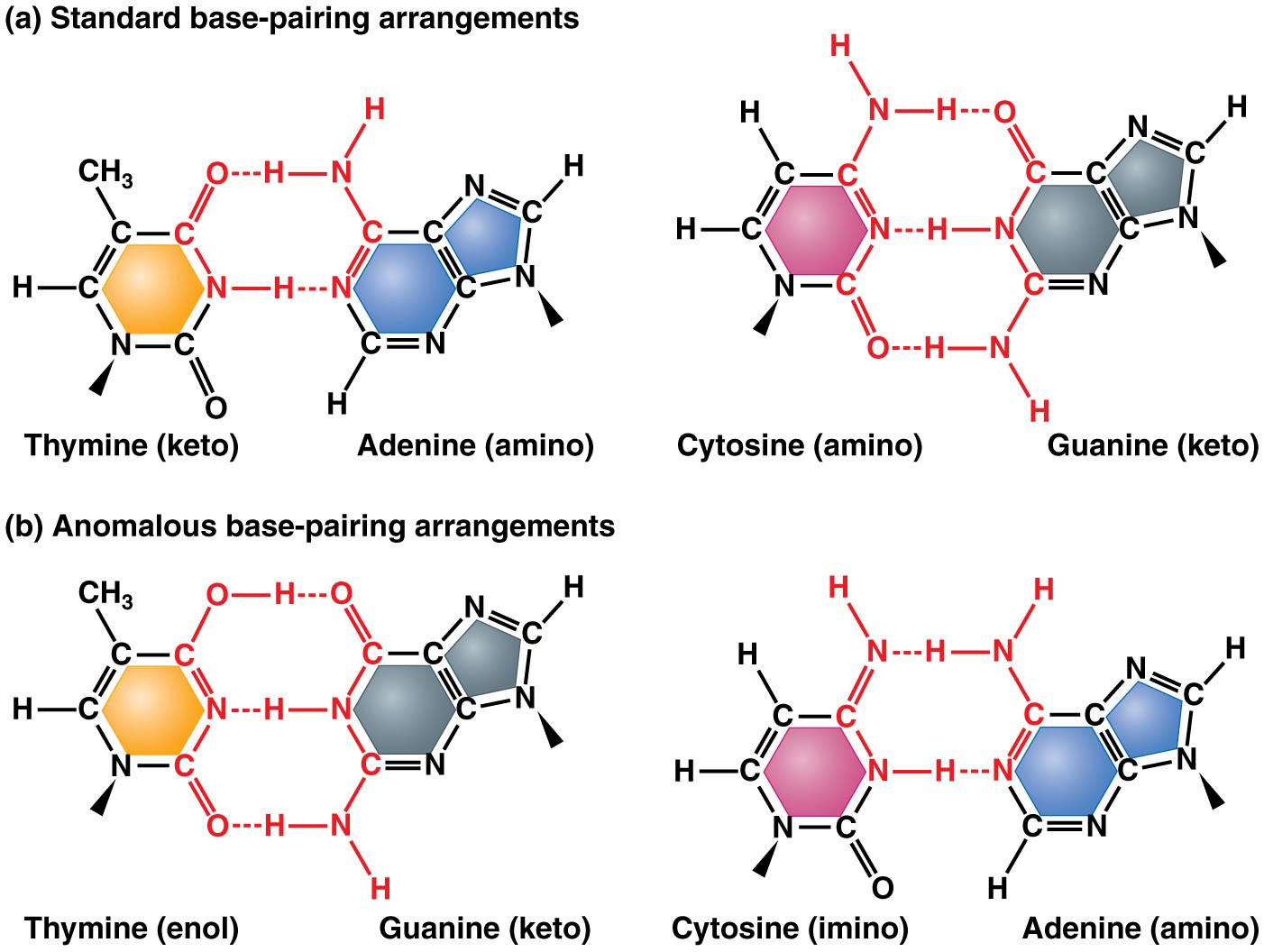 Standard base-pairing relationships