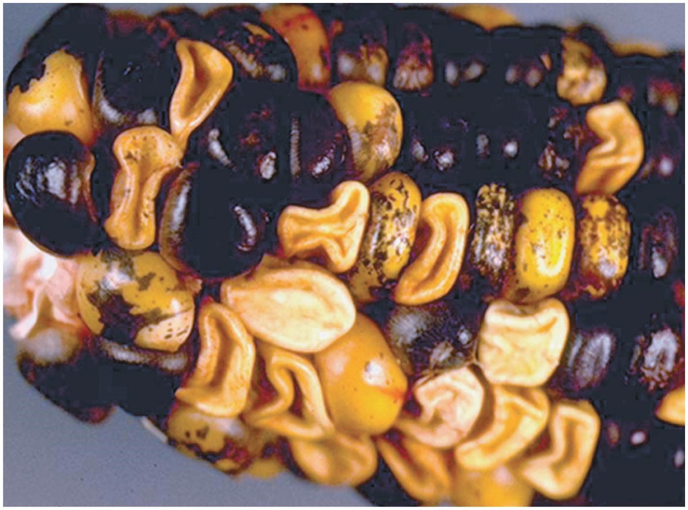 Opener Pigment mutations within an ear of corn, caused by transposition of the Ds element