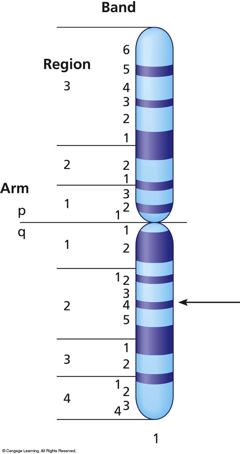 The system of naming chromosome bands. Each autosome is numbered from 1 to 22. The sex chromosomes a