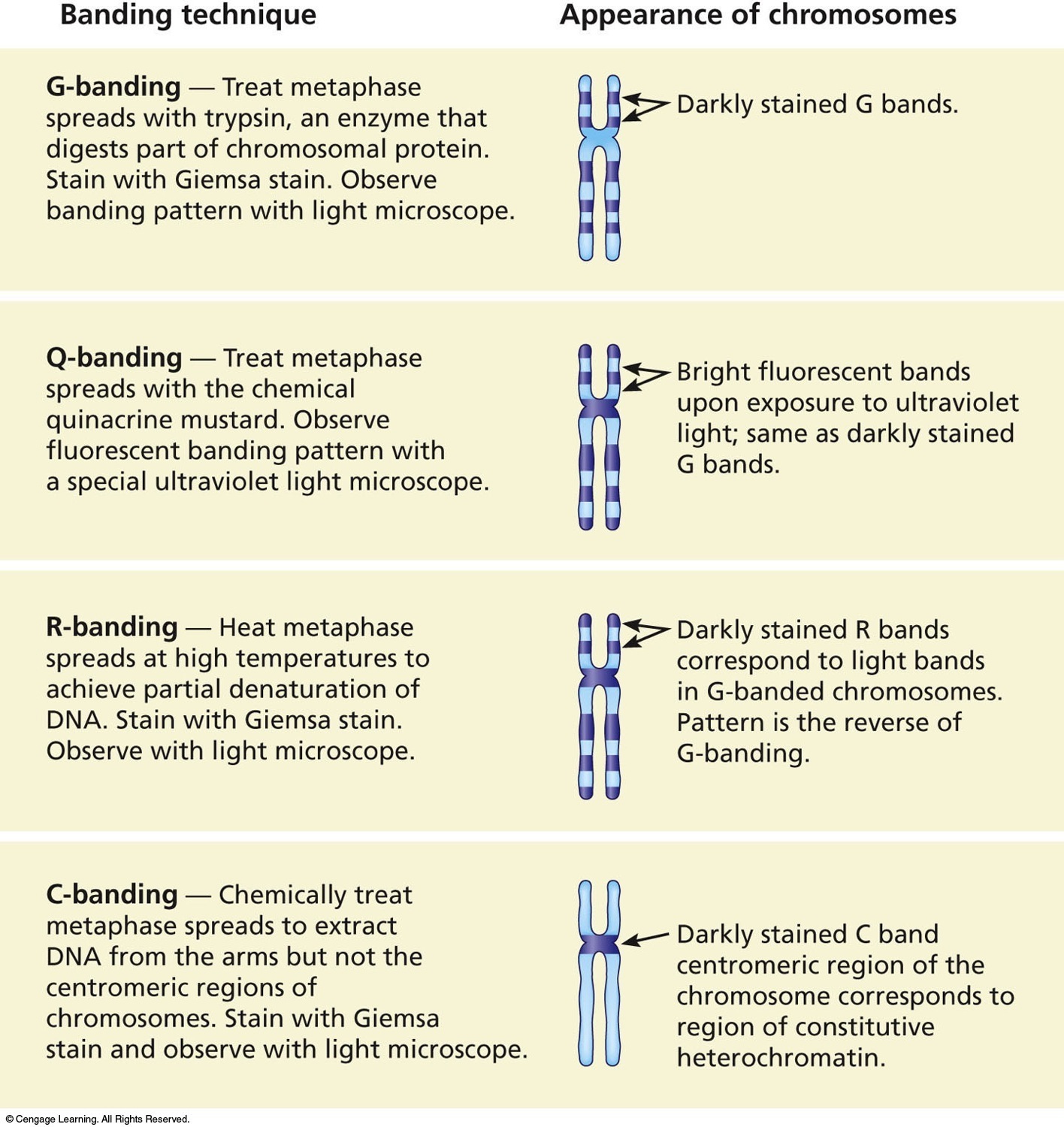 Four common staining procedures used in chromosomal analysis. Most karyotypes are prepared using G-b