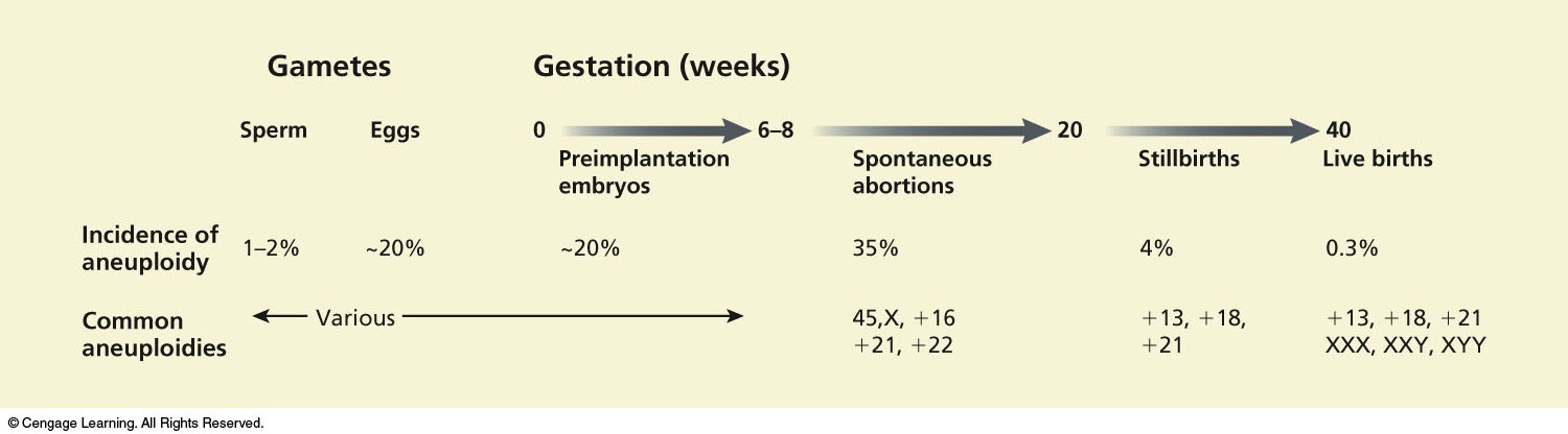 The frequency of aneuploidy changes dramatically over developmental time. Between 6 to 8 weeks and 2