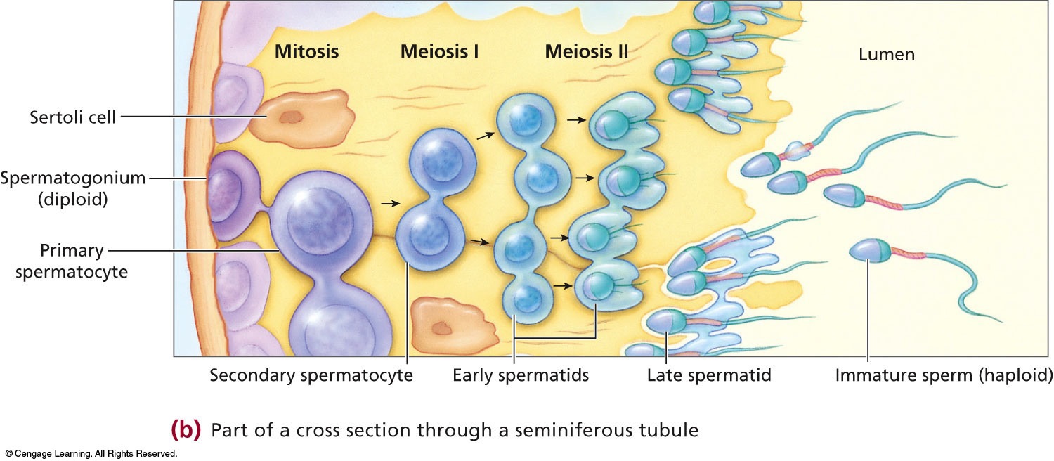 The Process of Sperm Formation