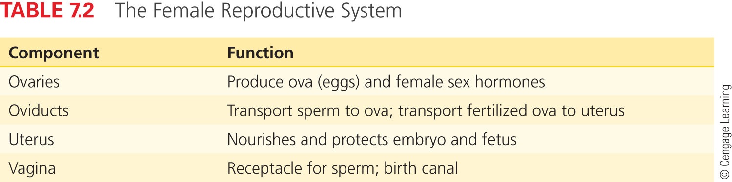 The Female Reproductive System