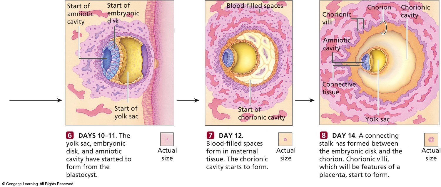 Fertilization to Implantation