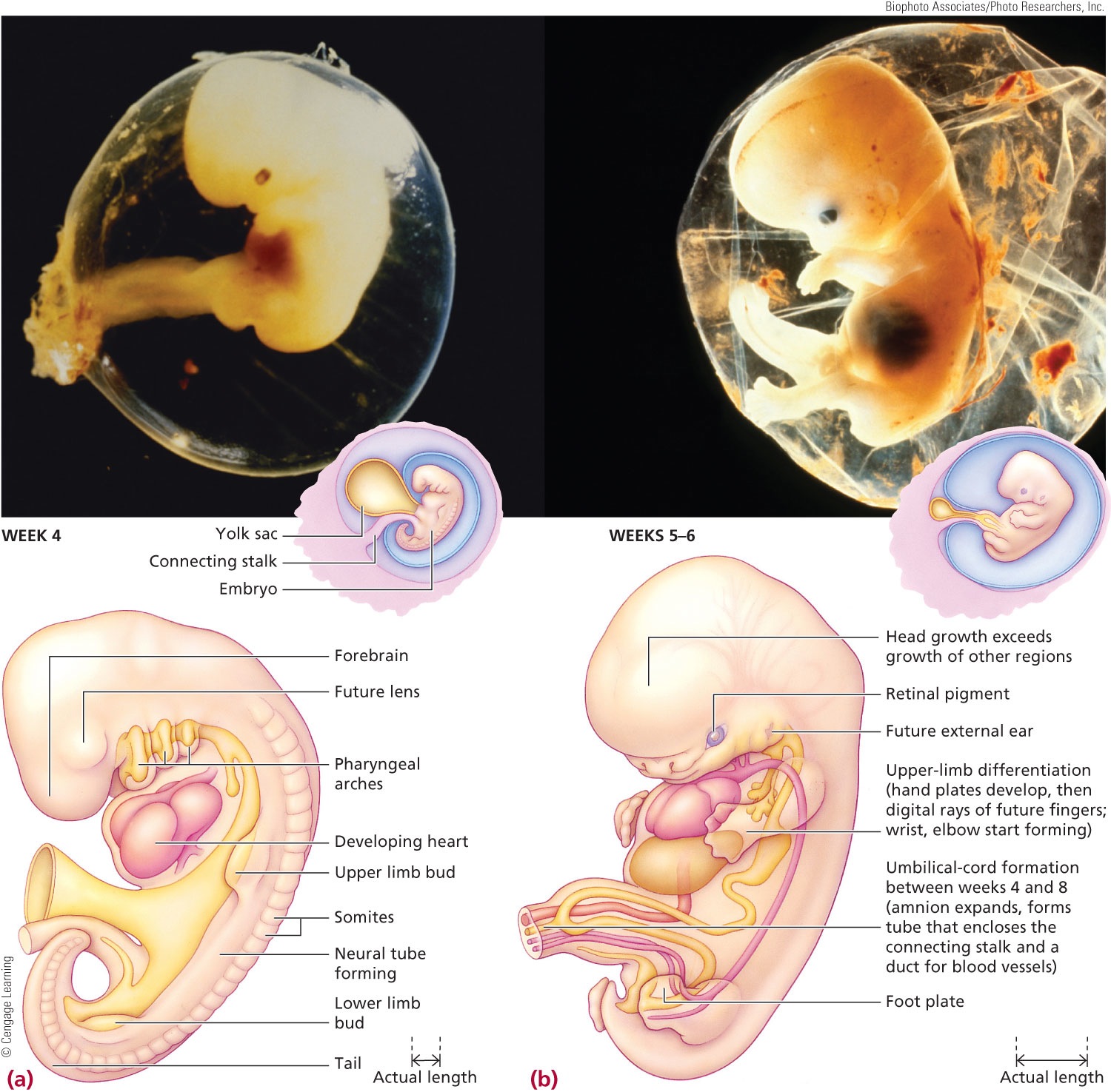 Human Development