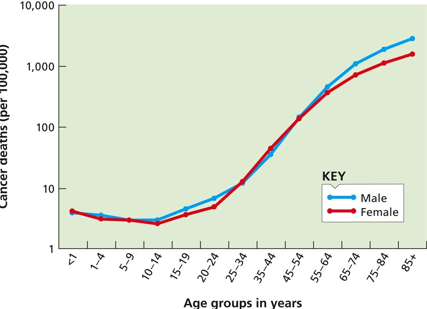 Age is the leading risk factor for cancer