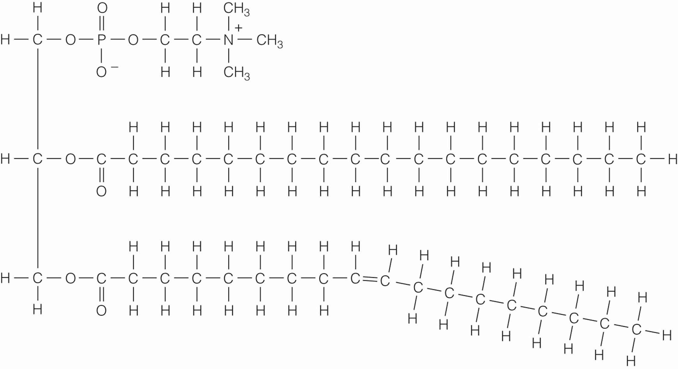 Phospholipids