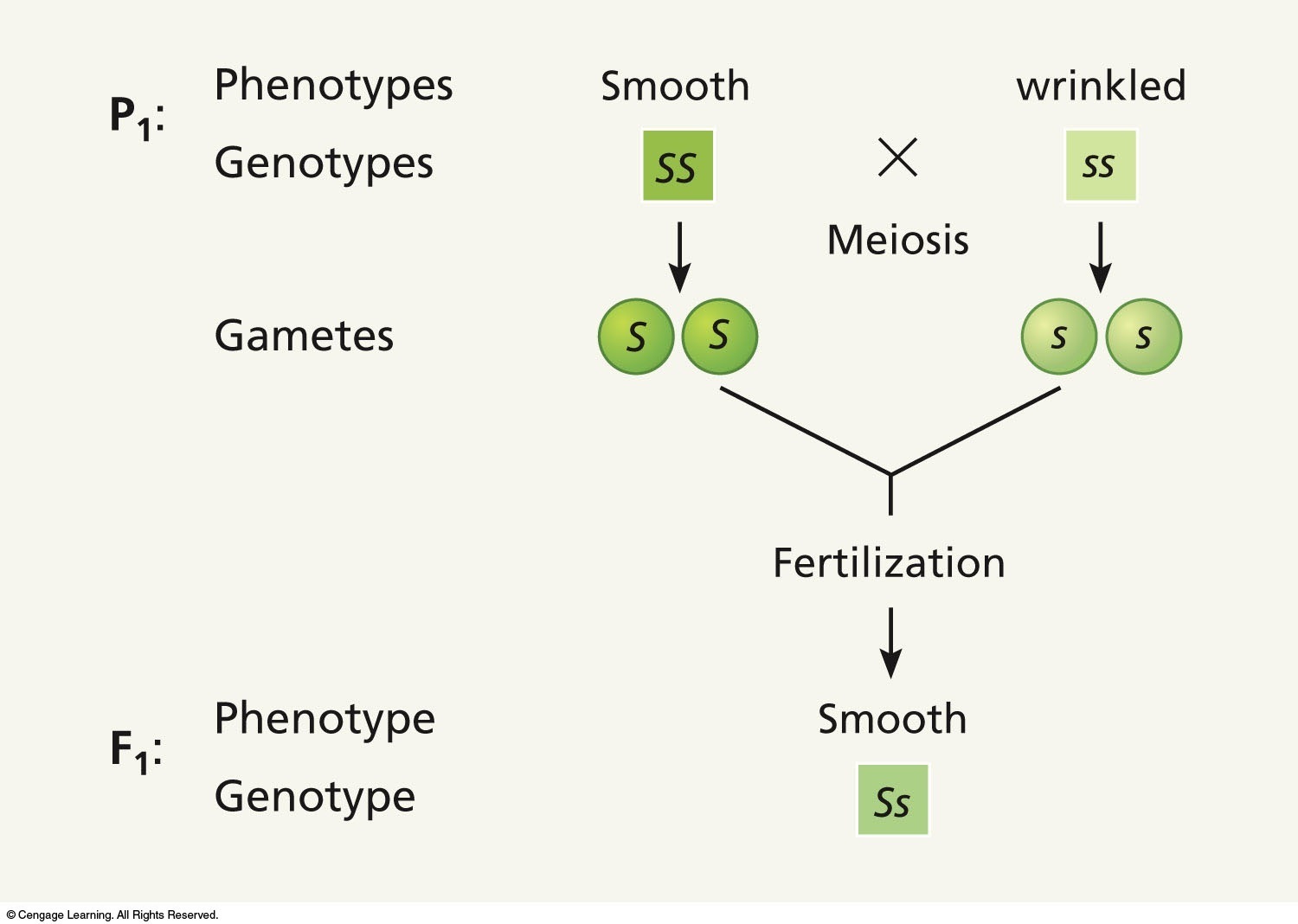 The phenotypes and genotypes of the parents (P1) and the offspring (F1) in a cross involving seed sh