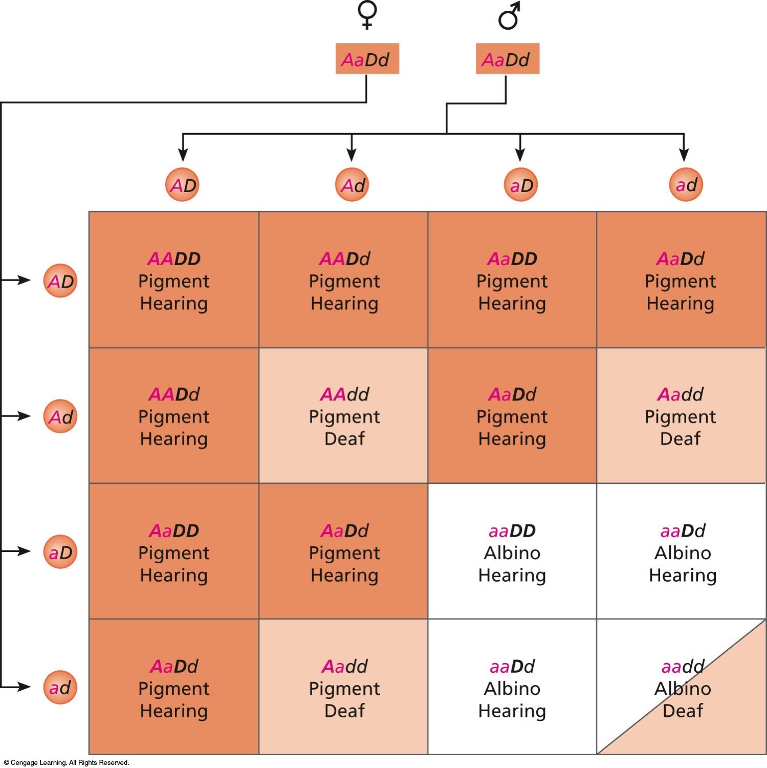 Independent assortment for two traits in humans follows the same pattern of inheritance as traits in