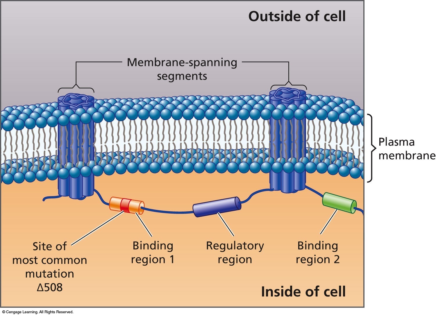 The cystic fibrosis protein is a membrane protein. The CFTR protein is located in the plasma membran