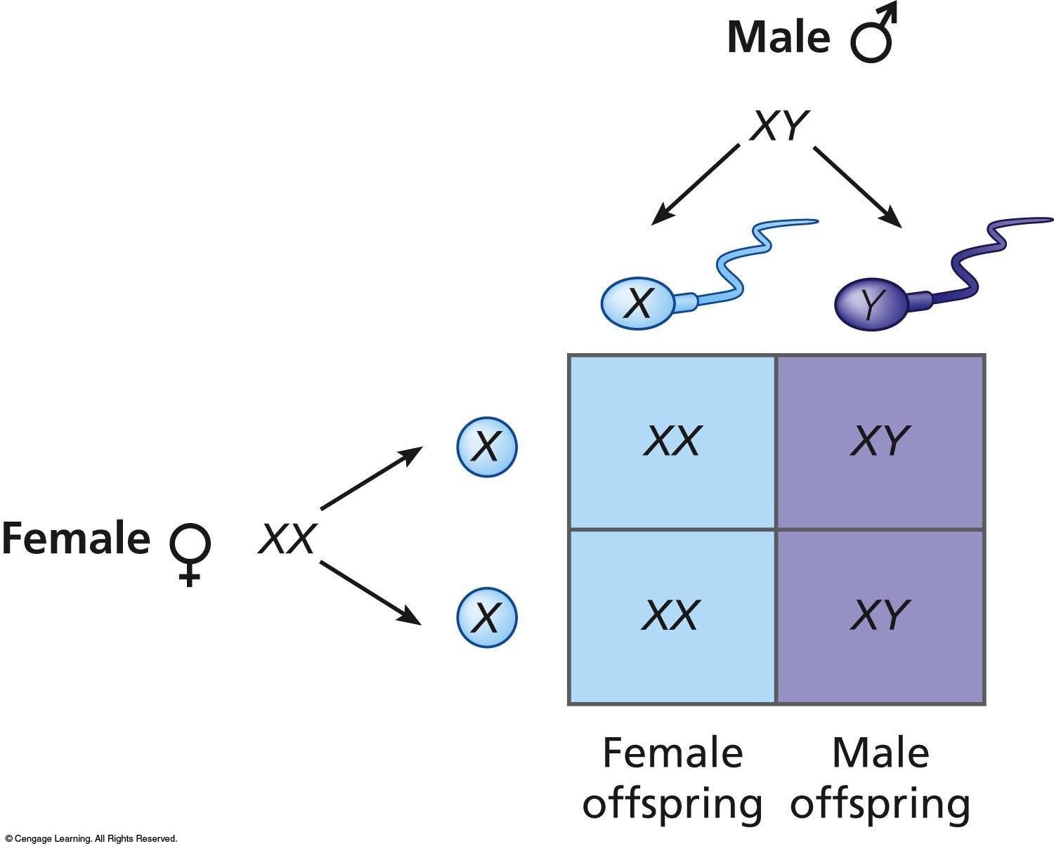 Distribution of sex chromosomes from generation to generation. All children receive an X chromosome 