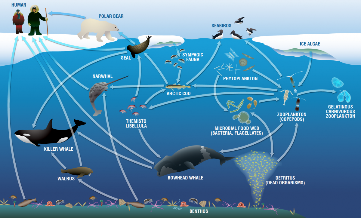 Food Web in Aquatic Biome