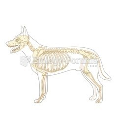 dog anatomy 2