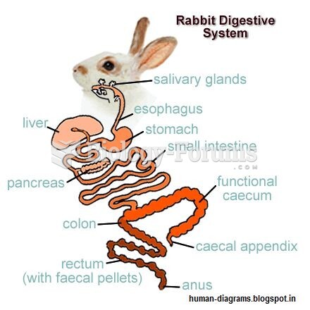 bunny digestive