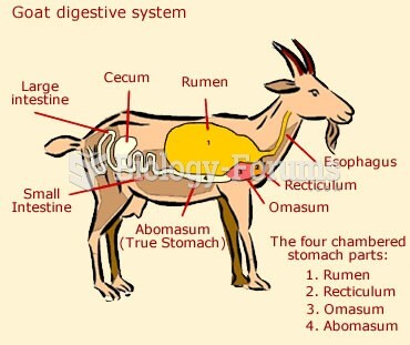 goat digestive